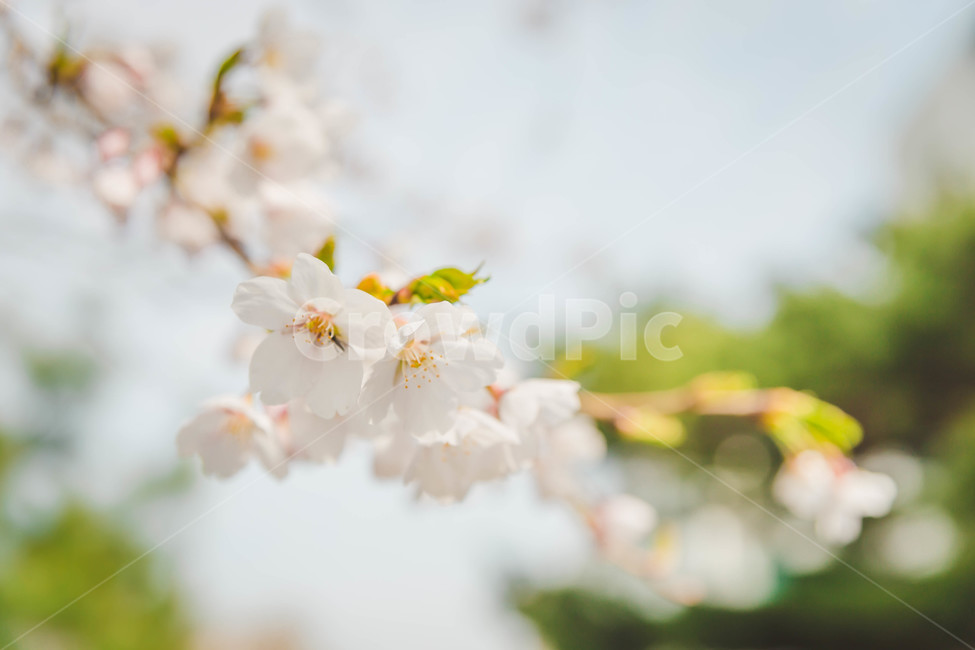 벚꽃,봄,꽃,blossom,cheeryblossom,꽃잎,flower,봄,계절,spring,season,식물,자연,plants,nature,꽃,flower,plant