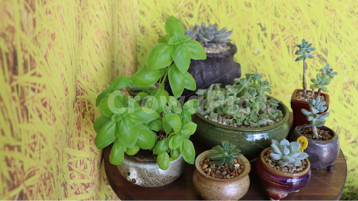 취미,식물,항아리,허브,바질,실내용화초,화분,화초,house plant