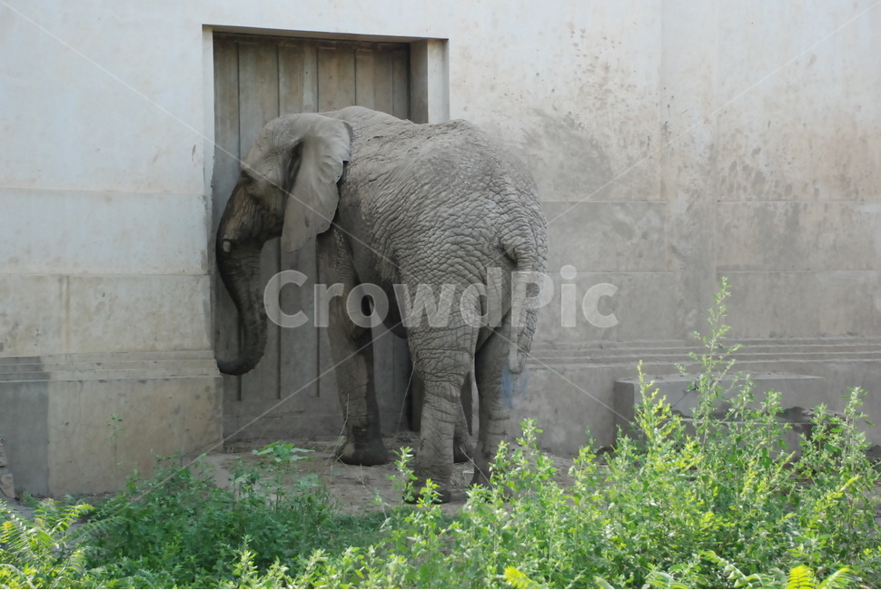 코끼리,거대한,회색,동물원,동물,외면,봄,animal,elephant,동물,animal,포유류,mammal
