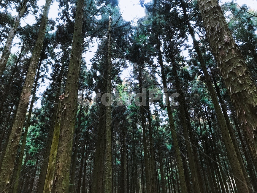 숲,나무,제주도,제주,사려니,사려니숲,사려니숲길,자연,휴양,림