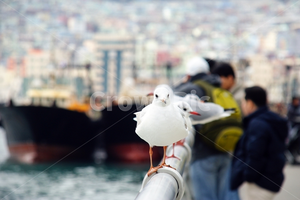 갈매기,seagull,부산,바다,새,bird,busan,한국,korea,동물,animal,조류,새,birds
