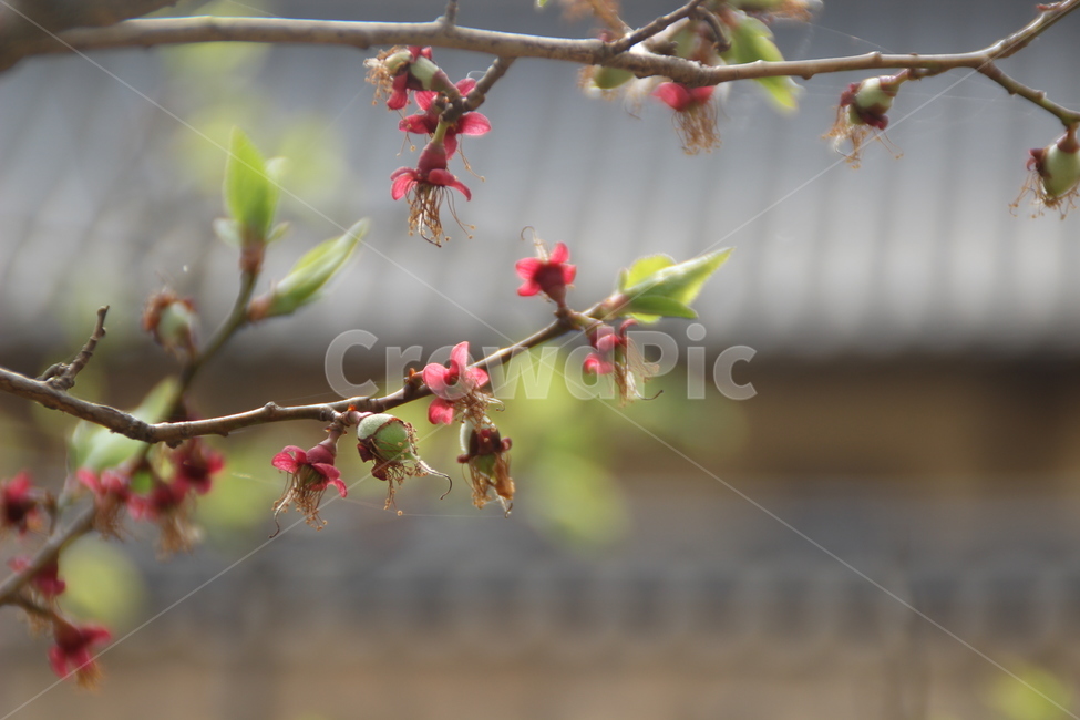 매화,매실,봄,배경,새잎,새순,japaneseapricot,spring,newleaf,bud,shoot