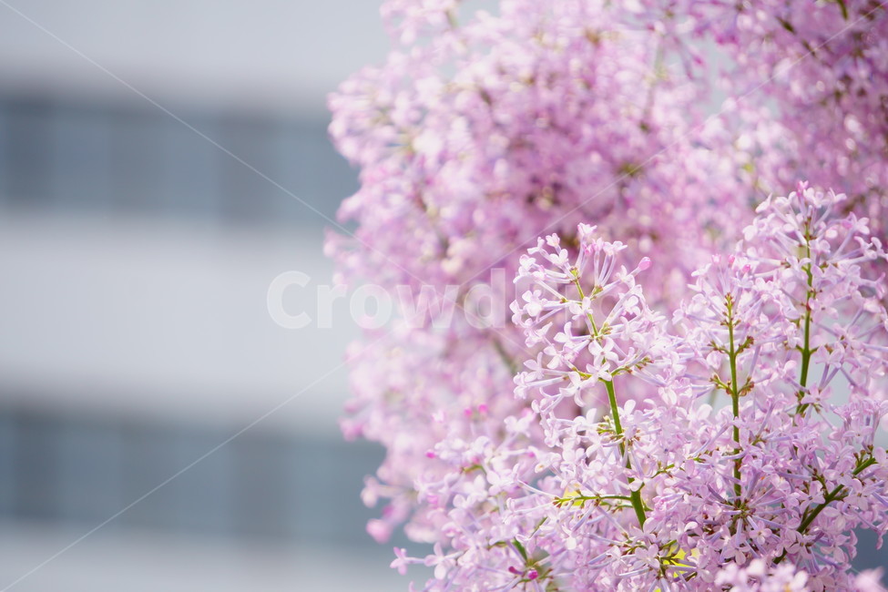 벚꽃,봄꽃,꽃,봄,flower,blossom,cherryblossom,식물