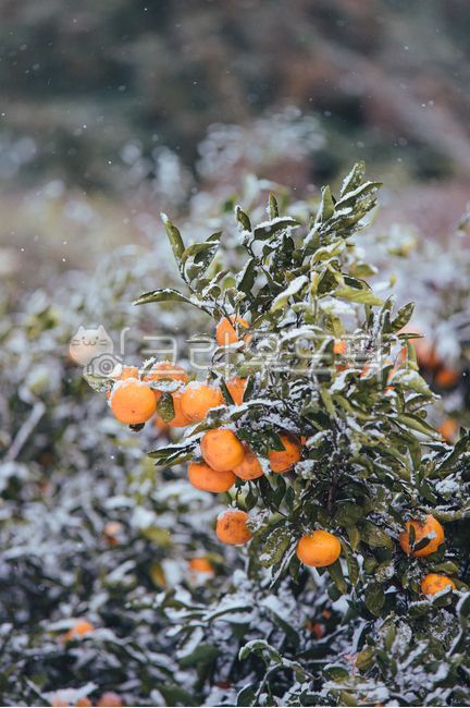 winter fruit,fruit,Winter Tangerine,seasonal fruits,El Dorado,tangerines,house tangerines,Cheonhyehyang,Jeju Island tangerines,Jeju Tangerine,Thai White Tangerine,mandarin,citrus fruits,Red scent,Fruit,Tangerine farm,tree,Hallabong,open field tangerines,f