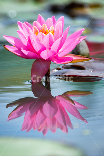 꽃,연꽃,연잎,수련,자연,힐링,식물,자연,plants,nature,꽃,flower