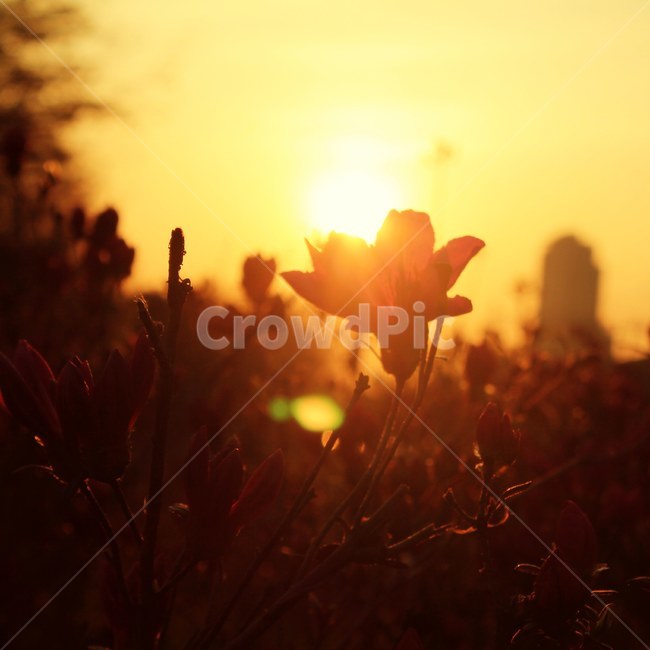 꽃,노을,감성,배경,저녁,식물,자연,plants,nature,꽃,flower,실루엣,그림자,silhouette,shadow,감성,sensible,feeling