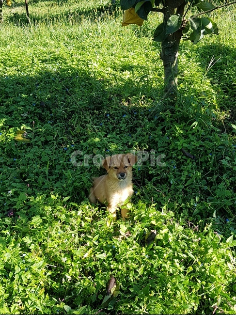 강아지,시골개,누렁이,그늘,기다림,오후,반려동물,dog,가족,막둥이,동물,animal,포유류,mammal,개,강아지,dog,doggy