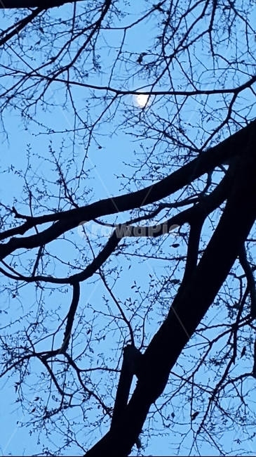 초저녁달,저녁산책길,달,밤하늘,겨울달,겨울나무