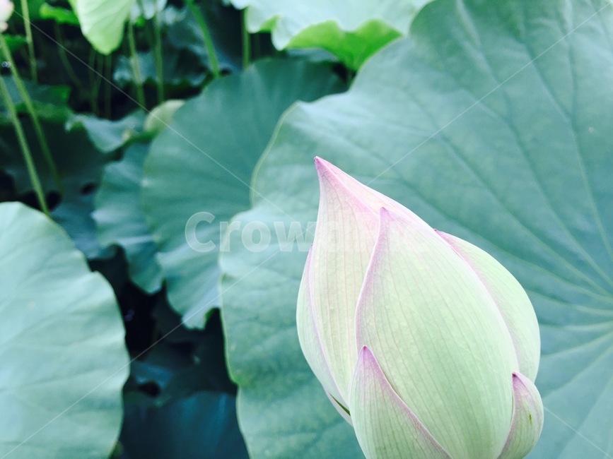 연꽃,꽃봉오리,식물,연잎,alotusflower,lotusleaf,plants,flowerbud,식물,자연,plants,nature,꽃,flower