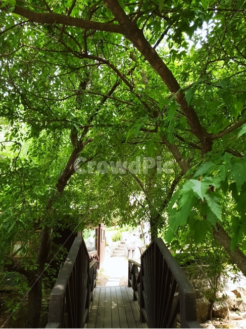 자연,숲,다리,풍경,여름,나무,식물,자연,plants,nature,나무,trees,wood
