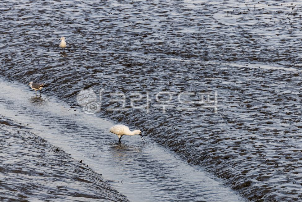 spoonbill,natural monument,bird,endangered species,animal,blackfacedspoonhills