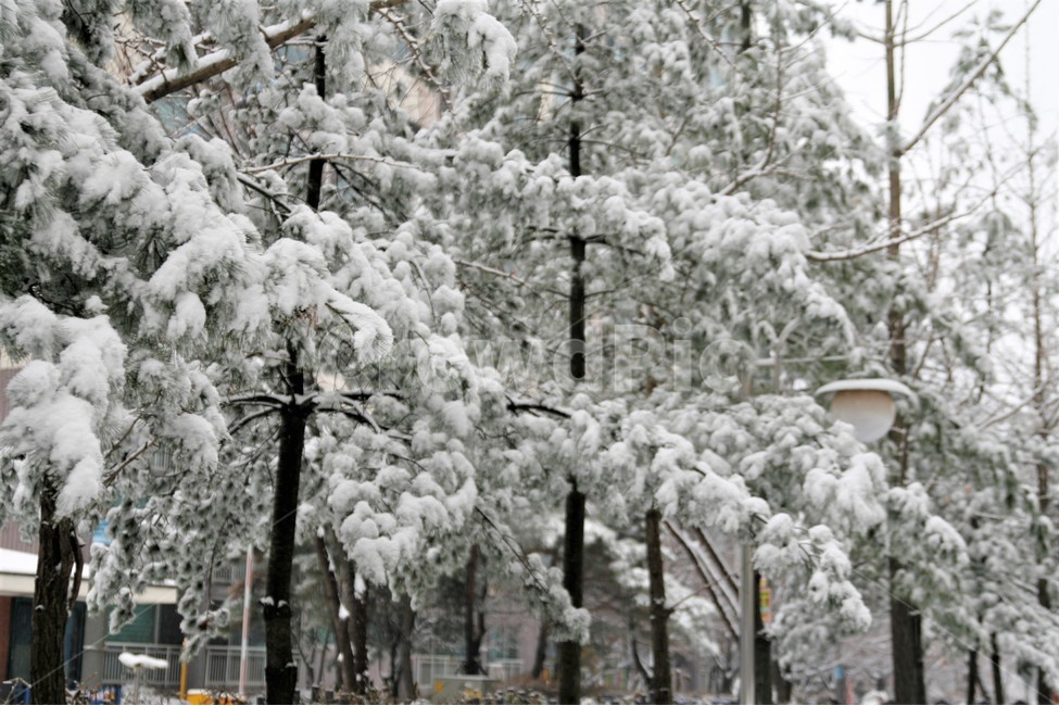 폭설,겨울,소나무,풍경,나무,눈,계절,겨울,계절,winter,season