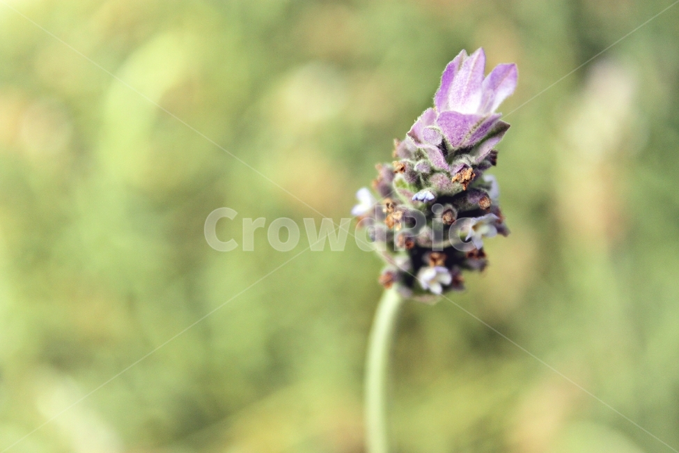 꽃,아름다움,식물,자연,beauty,flower,plant,green,감성,분위기,mood,보라색,식물,자연,plants,nature,꽃,flower