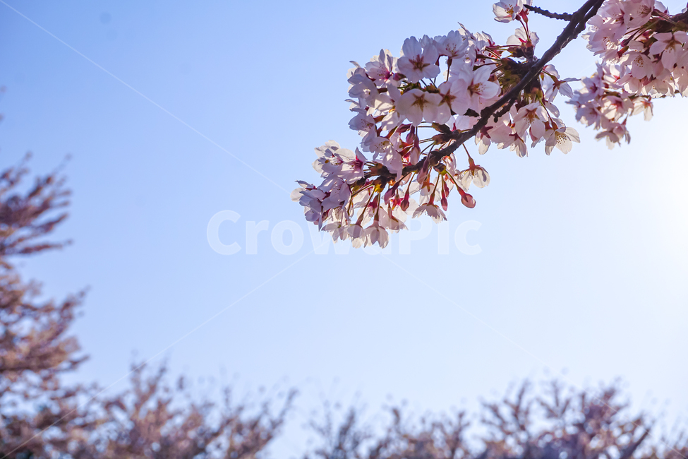 벚꽃,꽃,하늘,cherryblossom,blossom,flower,sky,plant,식물,풍경,나무,봄,spring