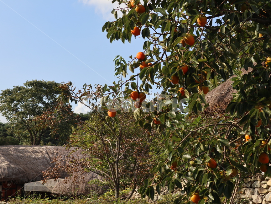 감,감나무,초가집,food,과일,음식,식물,plant,과일,열매,fruit