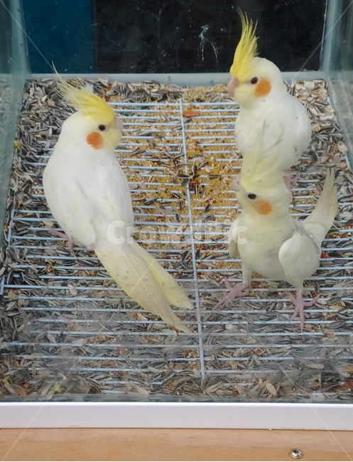 새,애완조,앵무새,동물,bird,animal,애완용,조류,취미,hobby,애완동물,작은새,관상용,관상조,잉꼬,가금류,동물,animal,조류,새,birds