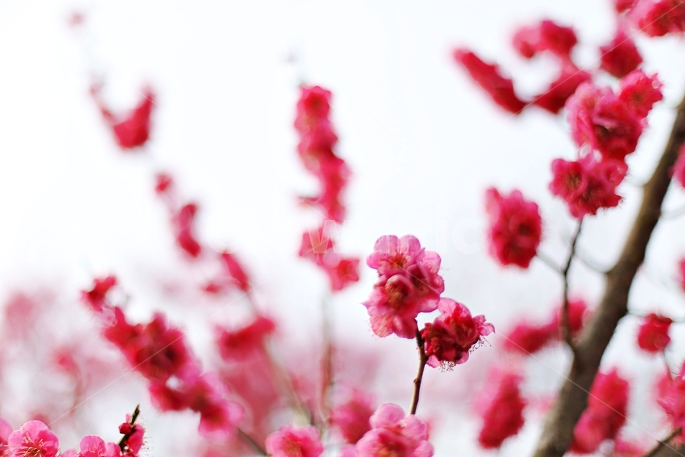 하동,매화,매화마을,매화축제,매화꽃,flower,꽃,hadong,봄,계절,spring,season,식물,자연,plants,nature,꽃,flower,plant