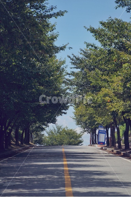 sky,road,road name,tree,Kumoh Engineering College,autumn