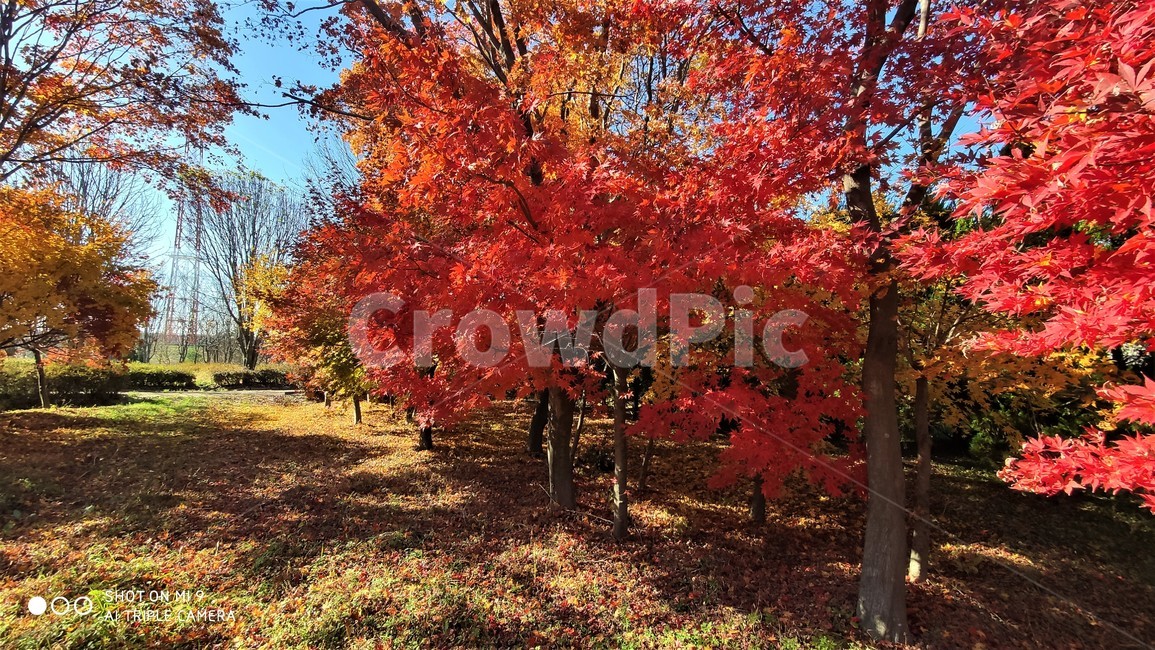 나무,tree,단풍,식물,잎,가을,엽록소,plant,leaf,maple,가을,계절,fall,autumn,season,식물,자연,plants,nature,나무,trees,wood