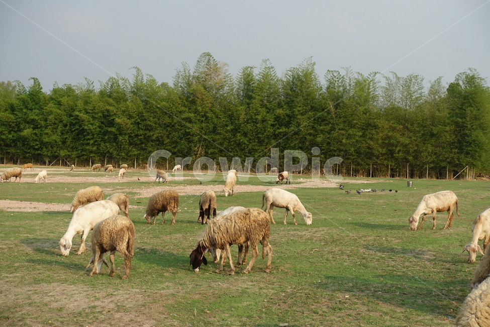 양떼,양떼목장,양치기,shepherding,shepherd,greenery,들판,greenfield,green,초록색,초록,그리너리,field,들,outdoors,옥외,grassland,nature,자연,pasture,목장,meadow,목초지,grazing,방목,farm,countryside,농촌,ranch,농장,animal,동물,양,sheep,포유류,mammal,동물,animal,포유류,mammal,목축업,목장,livestock farming,ranching,pasture