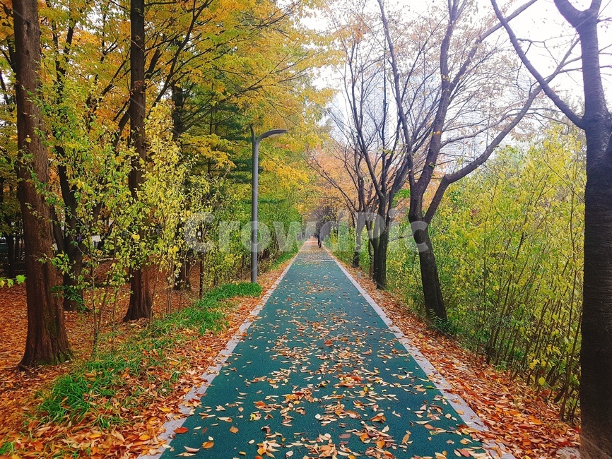 tree,나무,plant,식물,길거리,길바닥,풍경,단풍,낙엽,가을,계절,fall,autumn,season