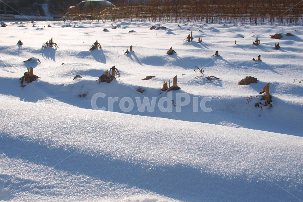 겨울,눈,풍경,자연,추위,winter,snow,landscape,nature,cold,겨울,계절,winter,season,자연,풍경,nature,landscape,outdoors,옥외
