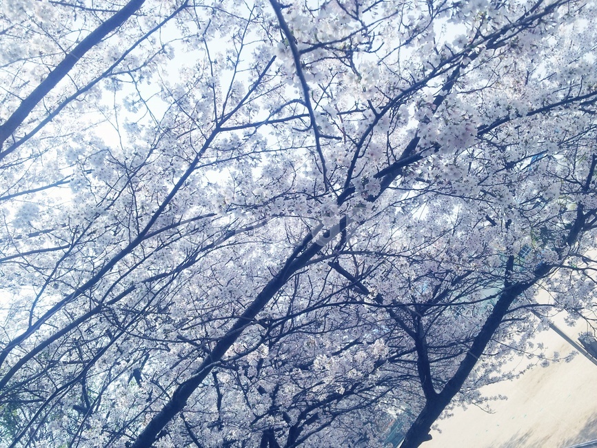봄,벚꽃,만개한벚꽃,spring,cherryblossoms,벚꽃나무,나무,tree,꽃,flower,blossom