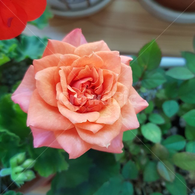 장미,분홍색,정원,베란다,미니장미,식물,자연,plants,nature,꽃,flower