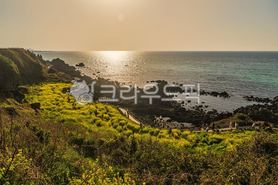 sunrise,flower field,sun,sea,spring,Aewoleup,rocks,road,grass,rape flowers,season,Jeju Island,meadow,reflection,nature,tourist destination,tree,grassland,Olle Trail,horizon,calm,sunlight,outdoors,field,seashore,beach,plant,sunset,walking path