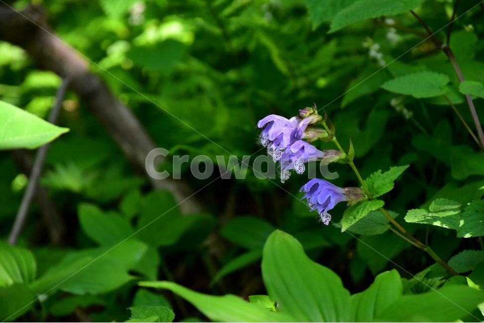 벌깨덩굴,야생화,꽃,식물,자연,생태,플라워,flower,plants,nature,식물,자연,plants,nature,꽃,flower