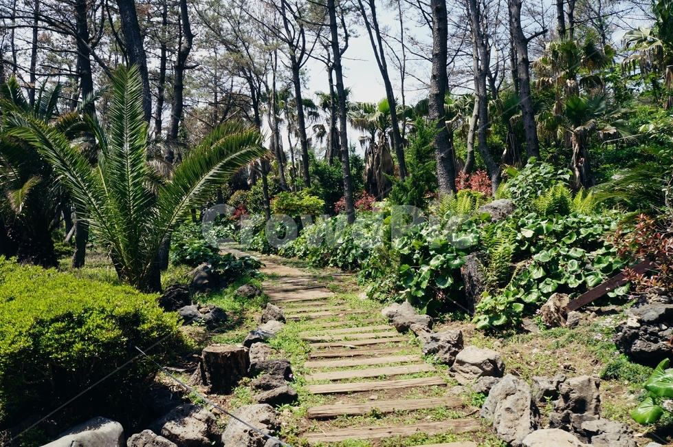 숲,숲길,길,제주도,나무,자연,여름,풀,환경,잎,풍경,nature,자연,풍경,nature,landscape,garden,정원,outdoors,옥외,arbour,정자,flagstone,판석