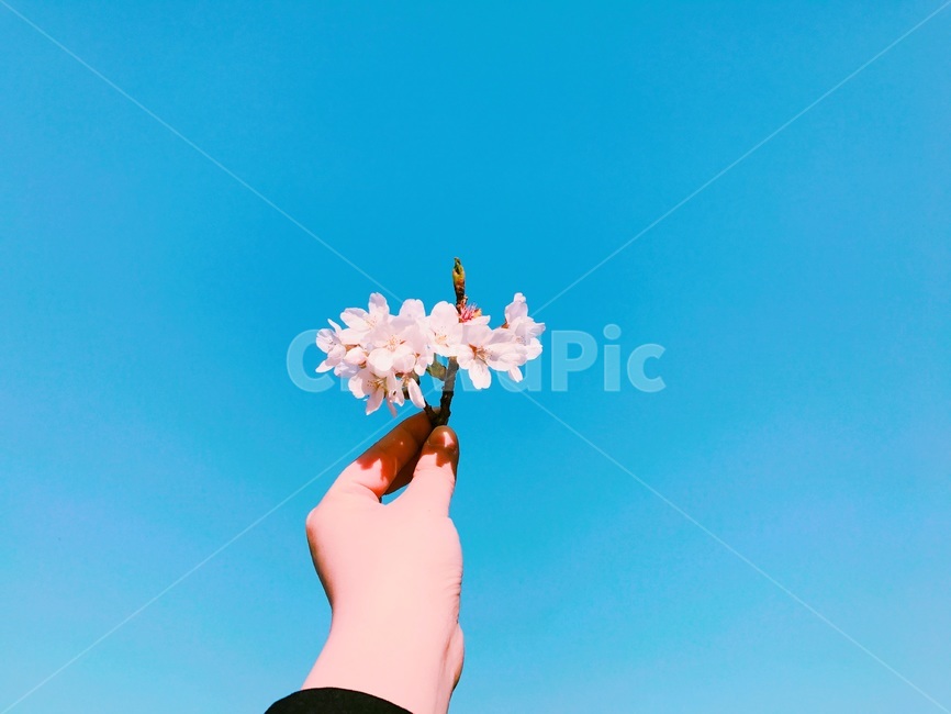 꽃,벚꽃,벚나무,자연,하늘,손,스카이,식물,나무,flower,nature,plants,감성,blossom,sky