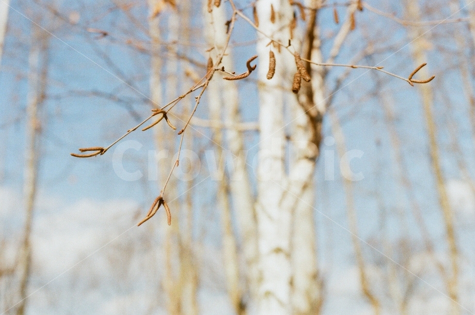 자연,겨울,꽃봉오리,나무,하늘,구름,감성사진,필름사진,삶,여유,힐링,nature,flowerbud,tree,sky,cloud,sensitive,film,life,slow,healing,겨울,계절,winter,season,식물,자연,plants,nature