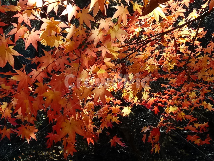 단풍,단풍잎,단풍나무,가을,leaf,잎,plant,식물,tree,나무,계절,fallautumnseason,outdoors,옥외,자연풍경,naturelandscape,가을,계절,fall,autumn,season,식물,자연,plants,nature,maple