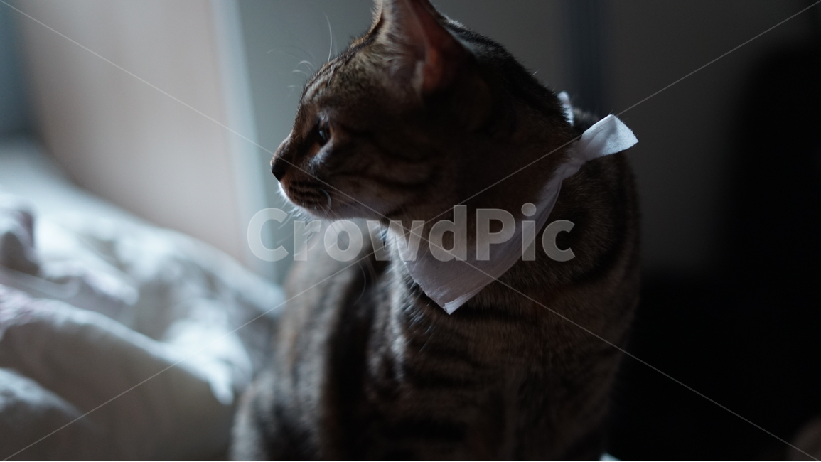 고양이,동물,반려동물,cat,pet,playing,동물,animal,포유류,mammal,고양이,cat,kitten,kitty