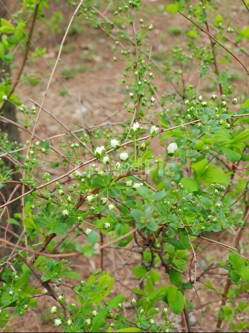 봉우리,초록이,힐링,꽃,자연,숲,white,식물,자연,plants,nature,꽃,flower