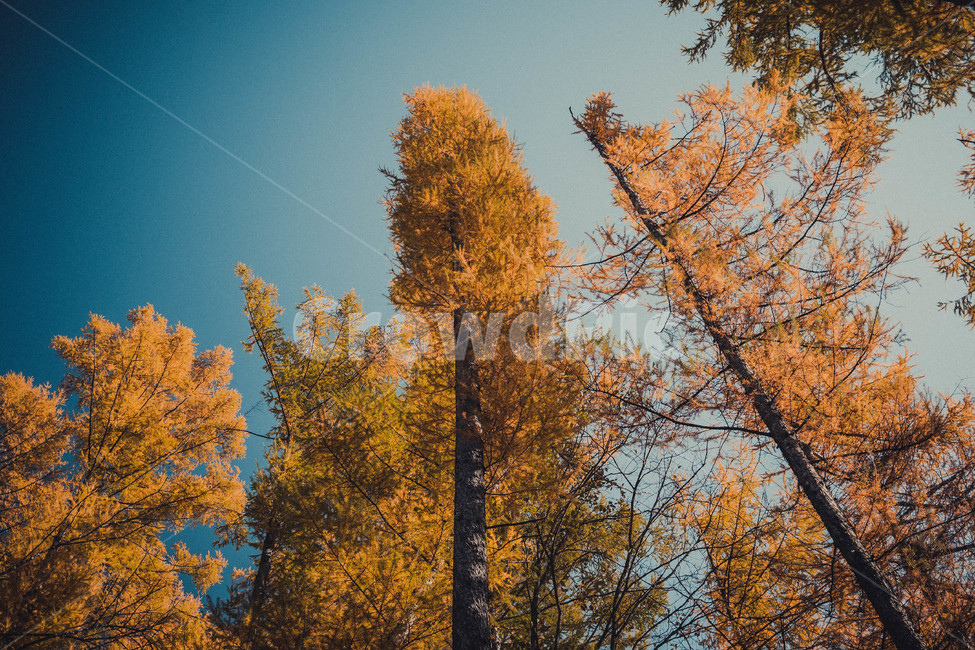 자연,산,나무,낙엽,등산,가을,계절,fall,autumn,season,자연,풍경,nature,landscape,tree,plant,식물