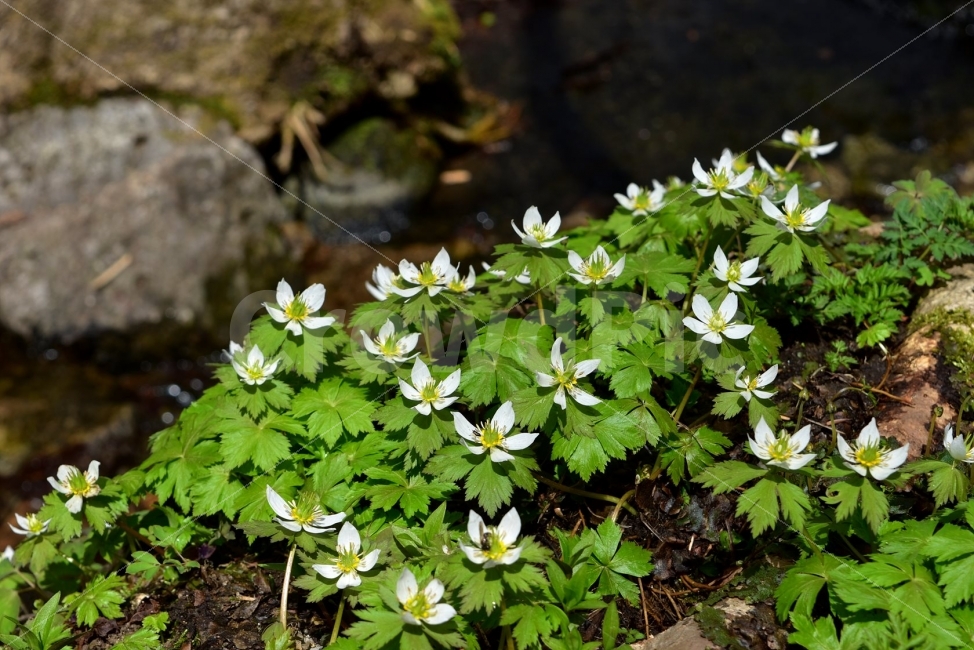 모데미풀,봄,야생화,꽃,청태산,강원도,봄꽃,고산야생화,감성,wildflower,산꽃,봄야생화,계곡,이끼,꽃말,슬픈추억,아쉬움,MegaleranthissaniculifoliaOhwi,금매화아재비,운봉금매화,식물,자연,식생,생태,식물,자연,plants,nature,꽃,flower