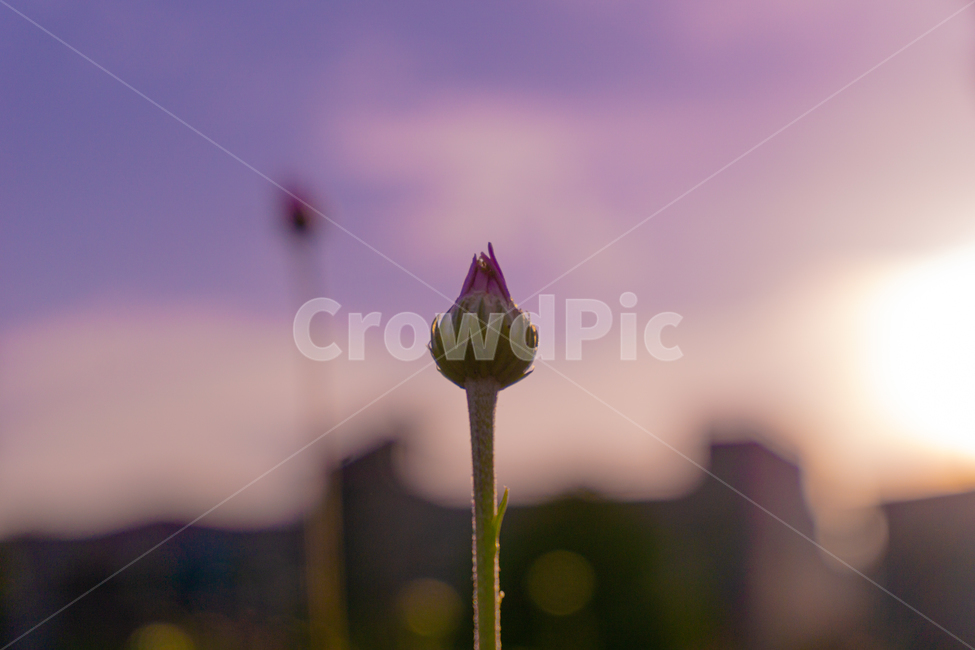 꽃,꽃봉오리,새싹,싹,bud,plant,식물,blossom,flower,sprout,색감,감성사진,빈티지,보라빛,감성,노을,하늘,식물,자연,plants,nature