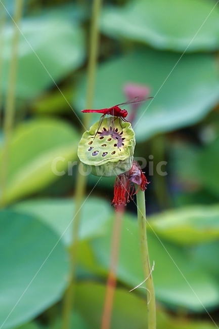 고추잠자리,연꽃,공원,자연,붉은색,식물,자연,plants,nature,동물,animal,곤충,벌레,insect,bug