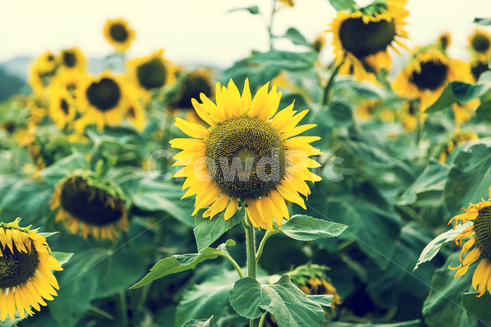 plant,식물,flower,blossom,꽃,sunflower,해바라기,식물,자연,plants,nature,꽃,flower