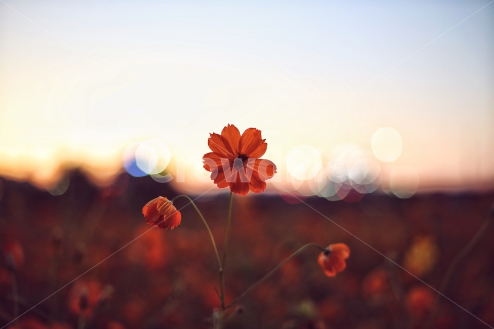 가을,꽃,풍경,코스모스,하상도로,가을,계절,fall,autumn,season,식물,자연,plants,nature,꽃,flower,감성,sensible,feeling,plant