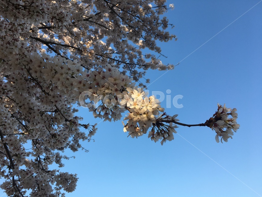 벗꽃,봄,아침,꽃,하늘