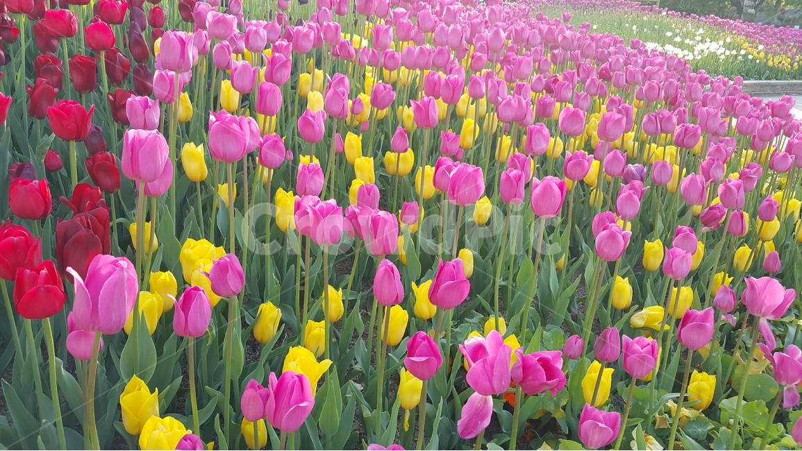 꽃,튤립,꽃밭,자연,식물,flower,pink,tulip,nature,plant,colorful,봄,계절,spring,season,식물,자연,plants,nature,꽃,flower,blossom