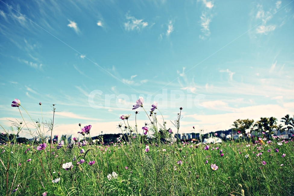 코스모스,꽃,풍경,자연,꽃잎,식물,꽃밭,공원,하늘,구름,자연,풍경,nature,landscape,grassland,목초지,field,들,outdoors,옥외,plant