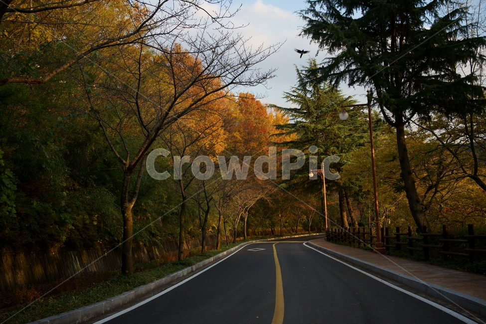 가을,가을길,단풍,단풍나무,자연,kroealandscape,outdoors,autumnleaves,beautiful,nature,koreanature