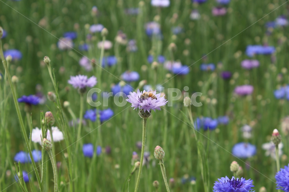 수레국화,벌,꽃밭,꽃,bee,flower,flowers,꽃,flower,곤충,벌레,insect,bug