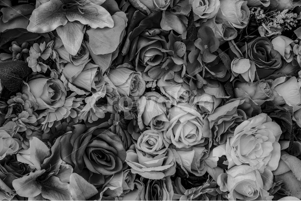 꽃,꽃들,식물,조화,화훼,장미,백합,백일홍,flower,꽃,flower,흑백,모노톤,monochrome,black and white