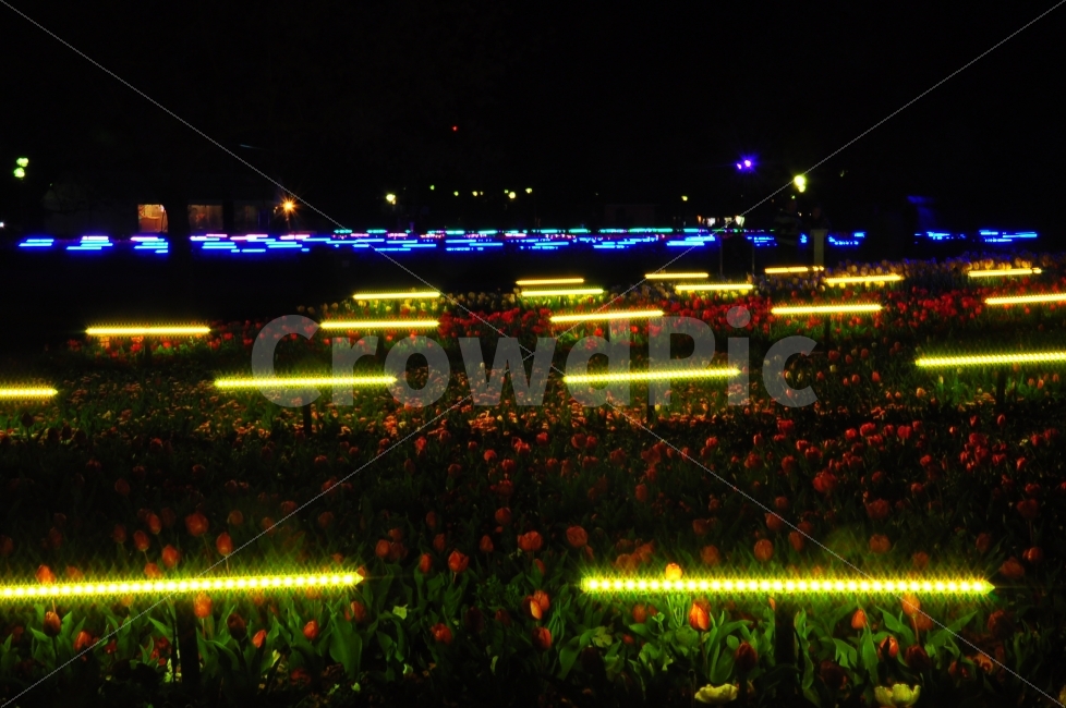 밤,호주,캔버라,꽃축제,조명,램프,꽃,꽃밭,색깔,night,australia,canberra,flowers,flowergarden,garden,lamp,colorful,야경,밤,풍경,nightscape,night,landscape
