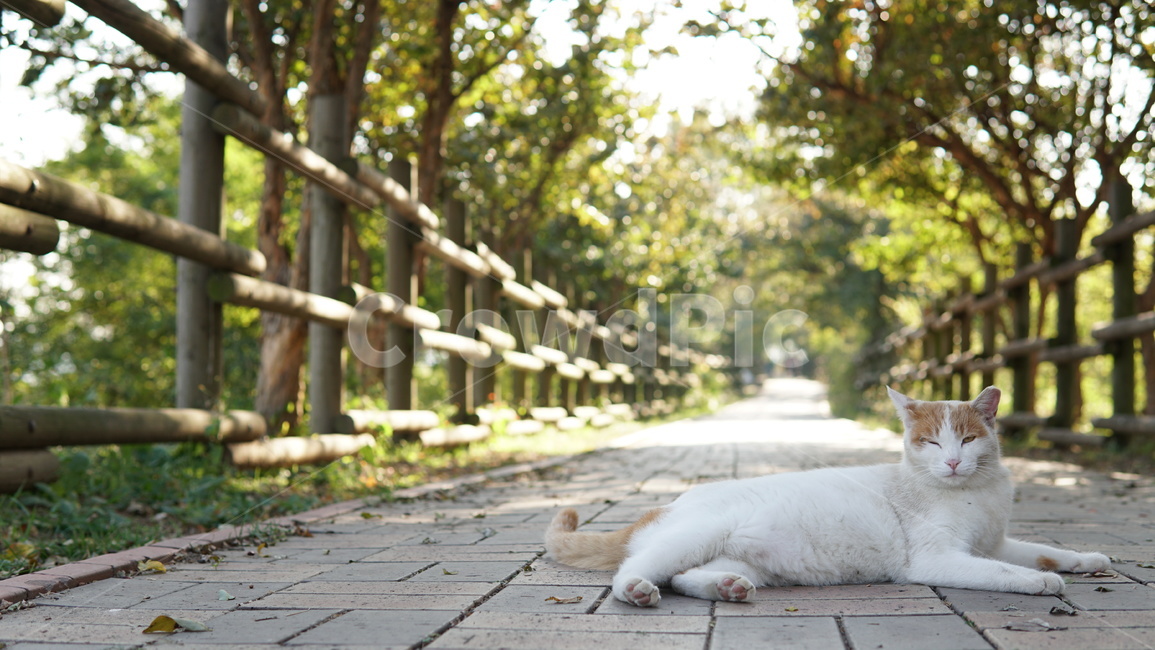 길고양이,하늘공원,고양이,동물,포유류,가을,동물,animal,포유류,mammal,고양이,cat,kitten,kitty